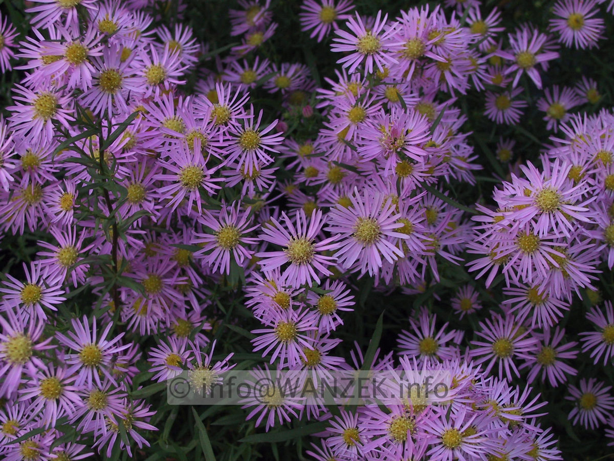 Aster pringlei Luebeck 2.JPG
